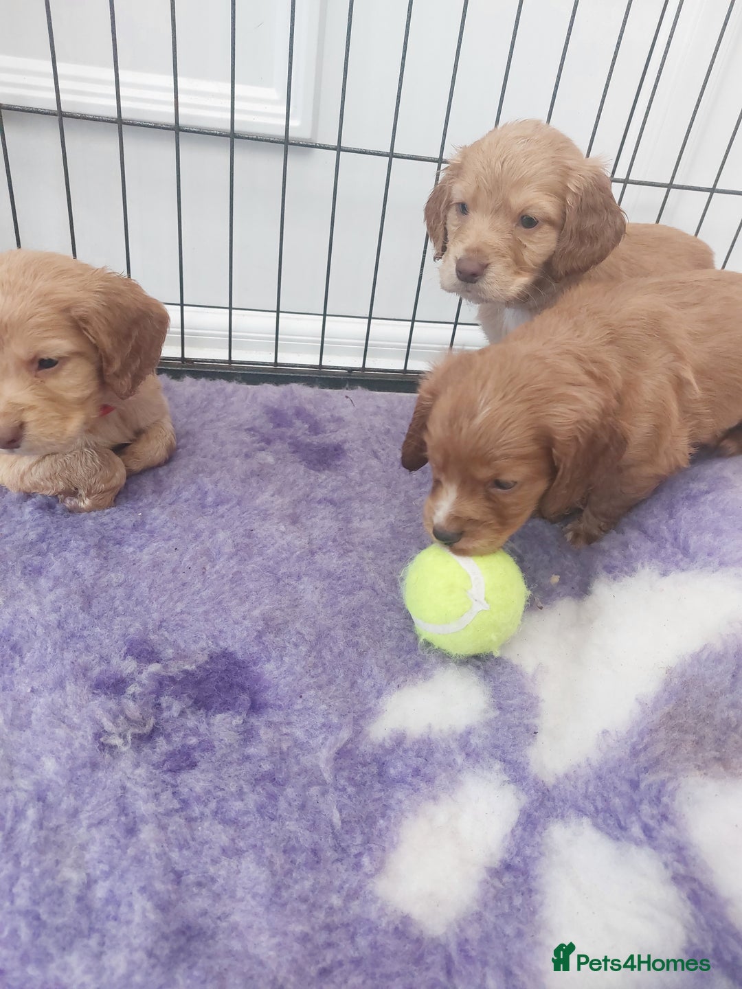 Cocker Spaniel dogs for sale: Health tested working cocker spaniels  - Image 22