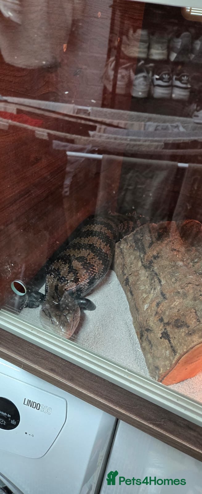 Skink reptiles Male adult blue tongue skink - Advert 3