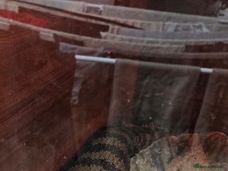 Skink reptiles Male adult blue tongue skink - Advert 1