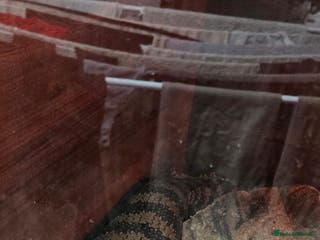 Skink reptiles Male adult blue tongue skink - Advert 3