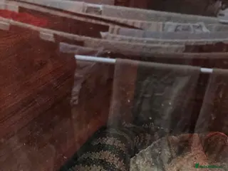 Skink reptiles Male adult blue tongue skink - Advert 5