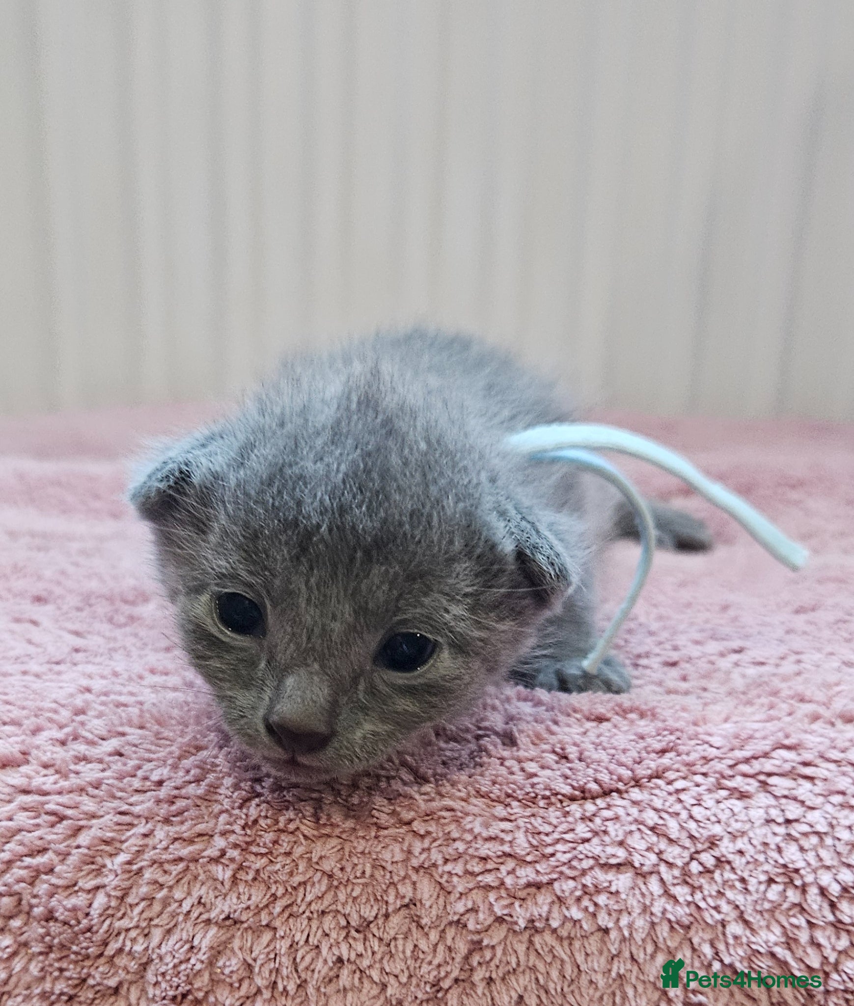 Russian Blue cats for sale: Russian Blue kittens 😸  - Advert 15