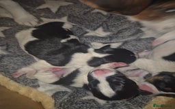 Jack Russell dogs for sale: Beautiful Jack Russell puppies - Image 3