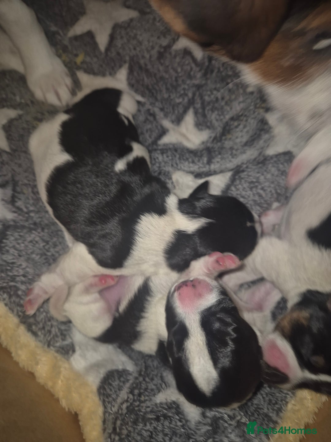 Jack Russell dogs for sale: Beautiful Jack Russell puppies - Image 3