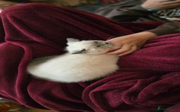 British Shorthair cats for sale: British Shorthair kittens  - Image 14