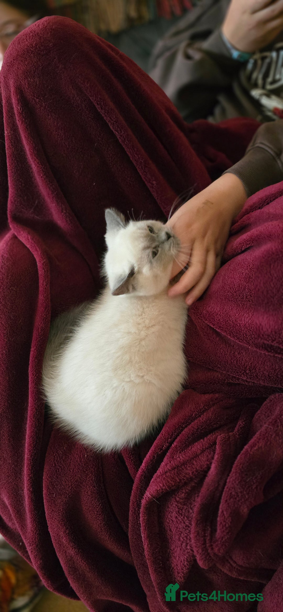 British Shorthair cats for sale: British Shorthair kittens  - Image 14
