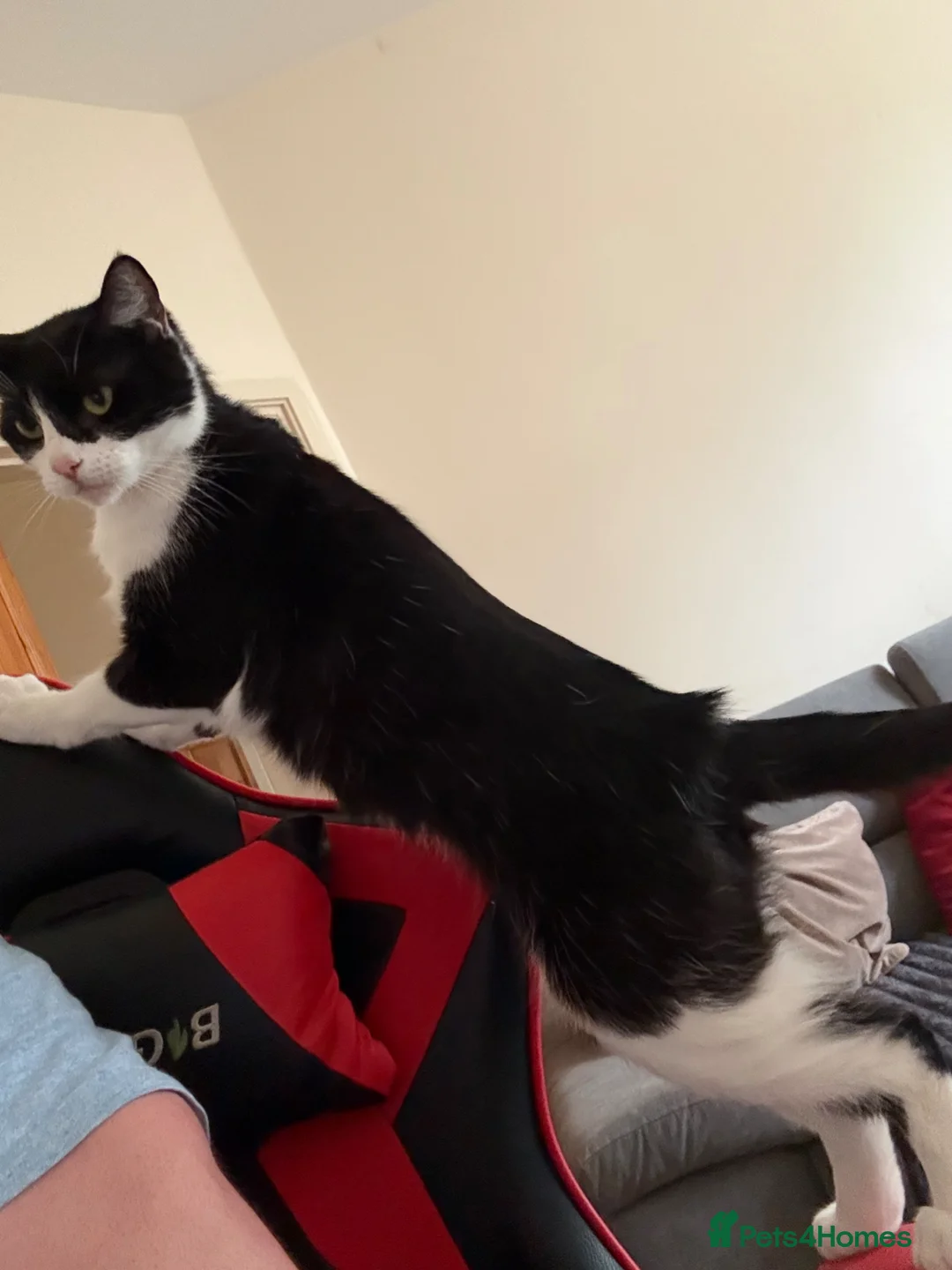 Mixed Breed cats for sale: Lovely cat  - Advert 1