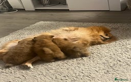 Pomeranian dogs for sale: Pom puppies - Image 9