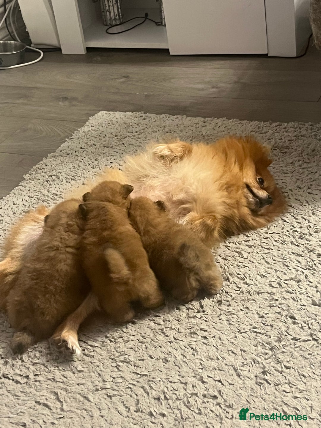 Pomeranian dogs for sale: Pom puppies - Image 9