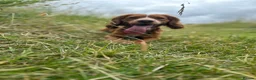 Cocker Spaniel dogs for stud: Working Cocker Spaniel Stud (proven) - Advert 1