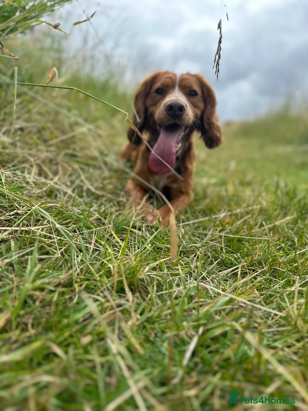 Cocker Spaniel dogs for stud: Working Cocker Spaniel Stud (proven) - Advert 1
