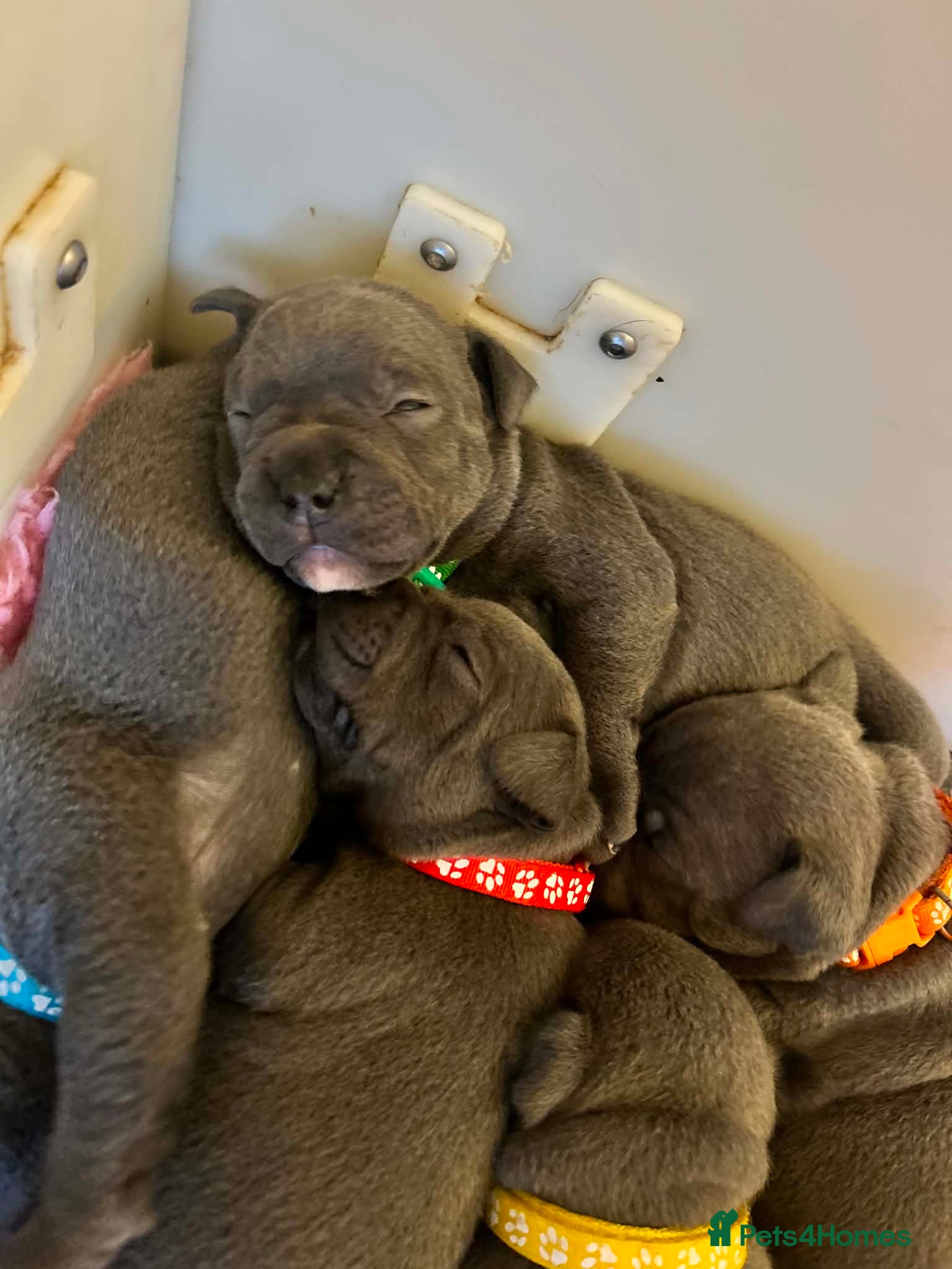 Staffordshire Bull Terrier dogs for sale: Top pedigree blue Staffordshire bull terriers in Glasgow - Advert 4
