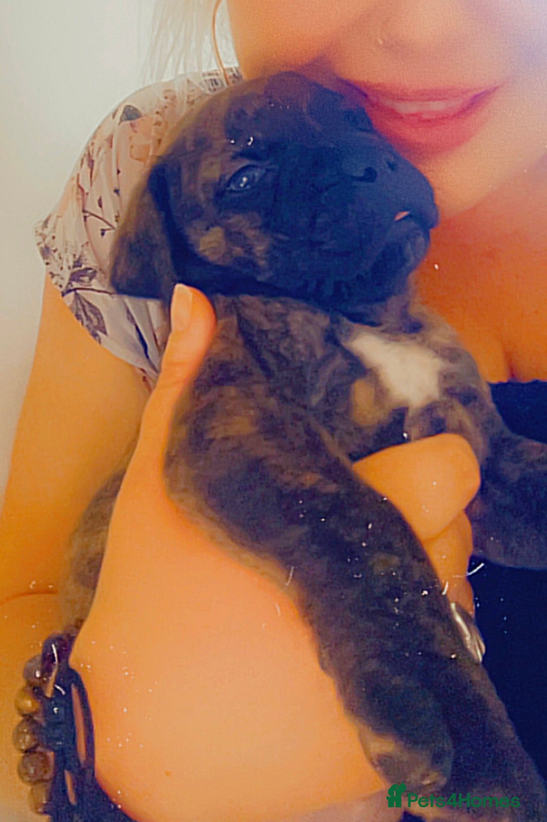 Mixed Breed dogs for sale: MastiffxCane Corso puppies⭐️Ready Now!! - Image 6