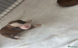 Boxer dogs for sale: Stunning Kc Boxer Puppies - Image 29
