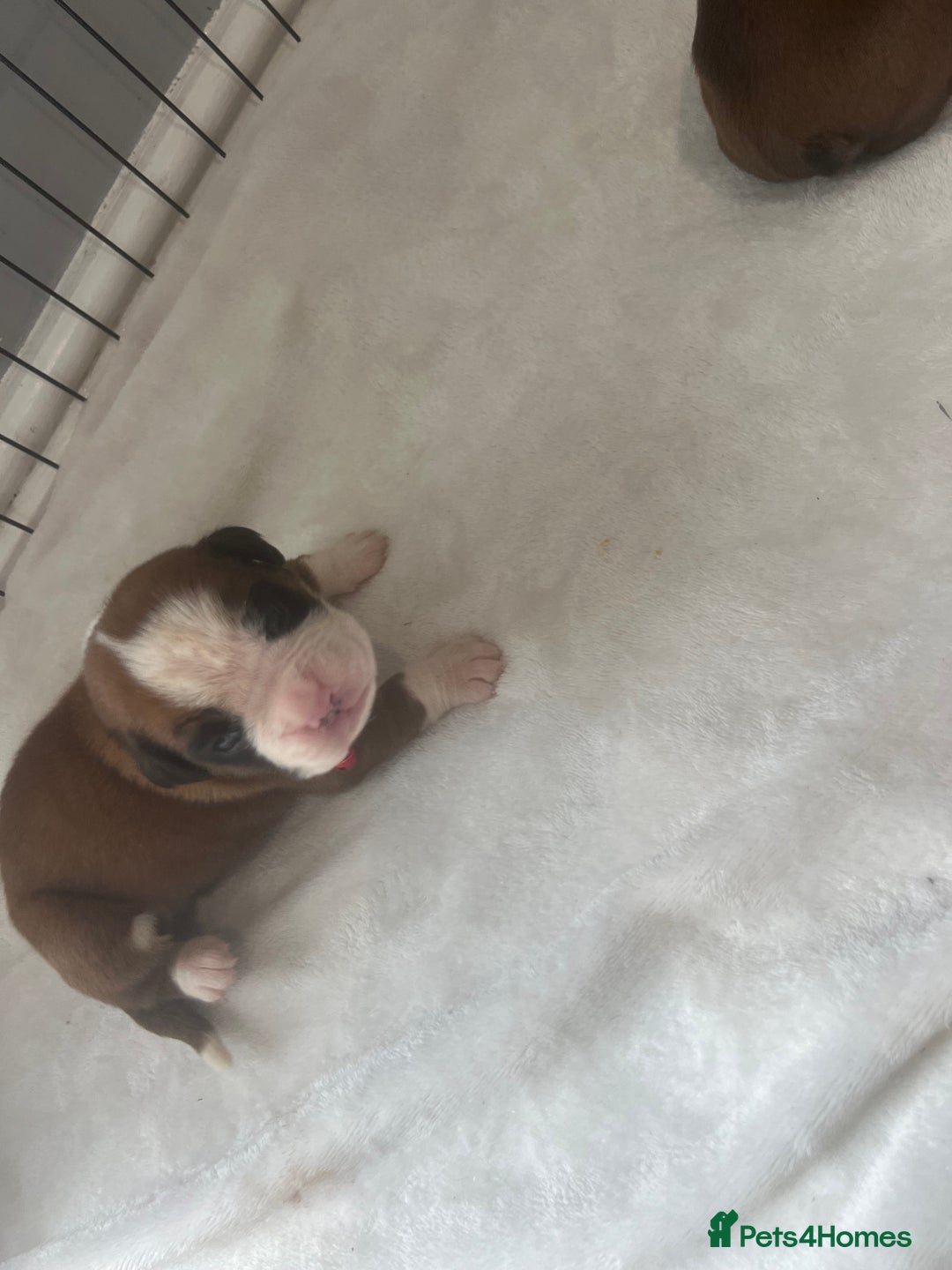 Boxer dogs for sale: Stunning Kc Boxer Puppies - Image 29