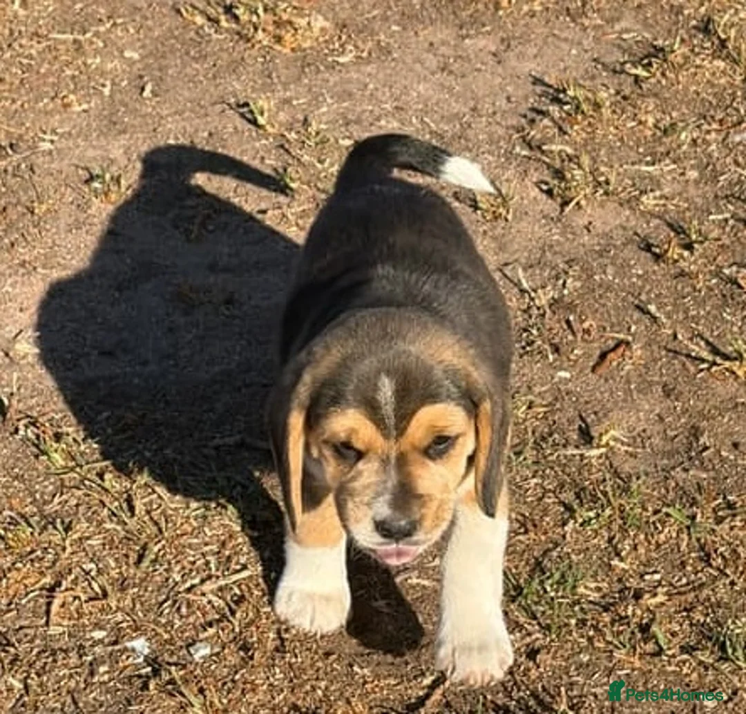 Beagle dogs for sale: Beagle Puppies ready in Glasgow - Advert 1
