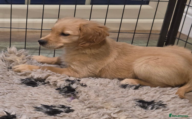 Golden Retriever dogs - Advert 3