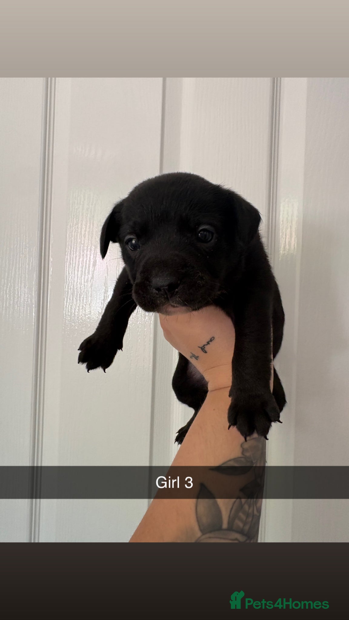 Mixed Breed dogs French bulldog x collie - Advert 1