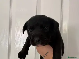 Mixed Breed dogs French bulldog x collie - Advert 12