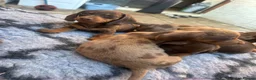 Miniature Dachshund dogs for sale: 4 miniature dachshund puppies  - Advert 6