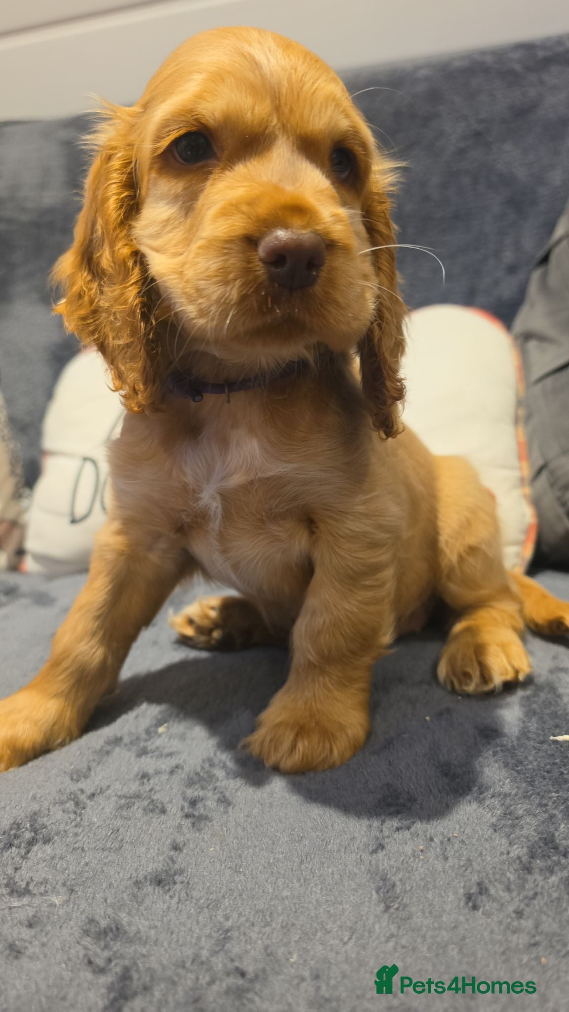 Cocker Spaniel dogs ✨️OUTSTANDING showtype health tested girl 🐶 - Advert 18