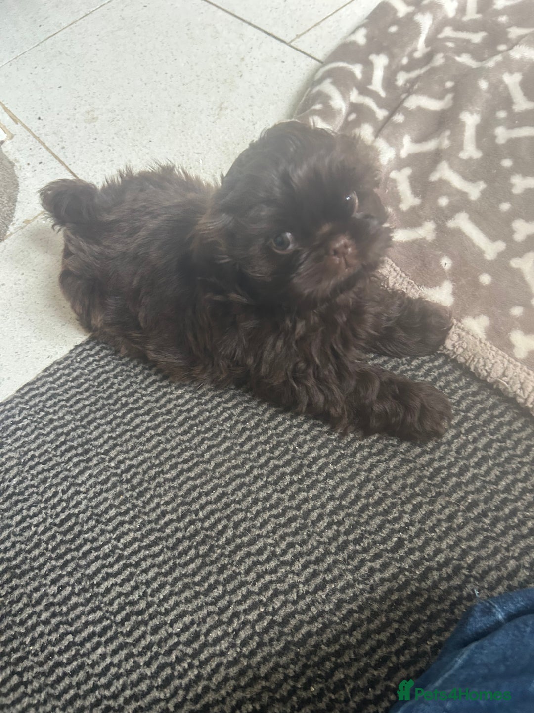 Shih Tzu dogs for sale: KC Imperial Dark non fade Chocolate Boy Available - Image 9