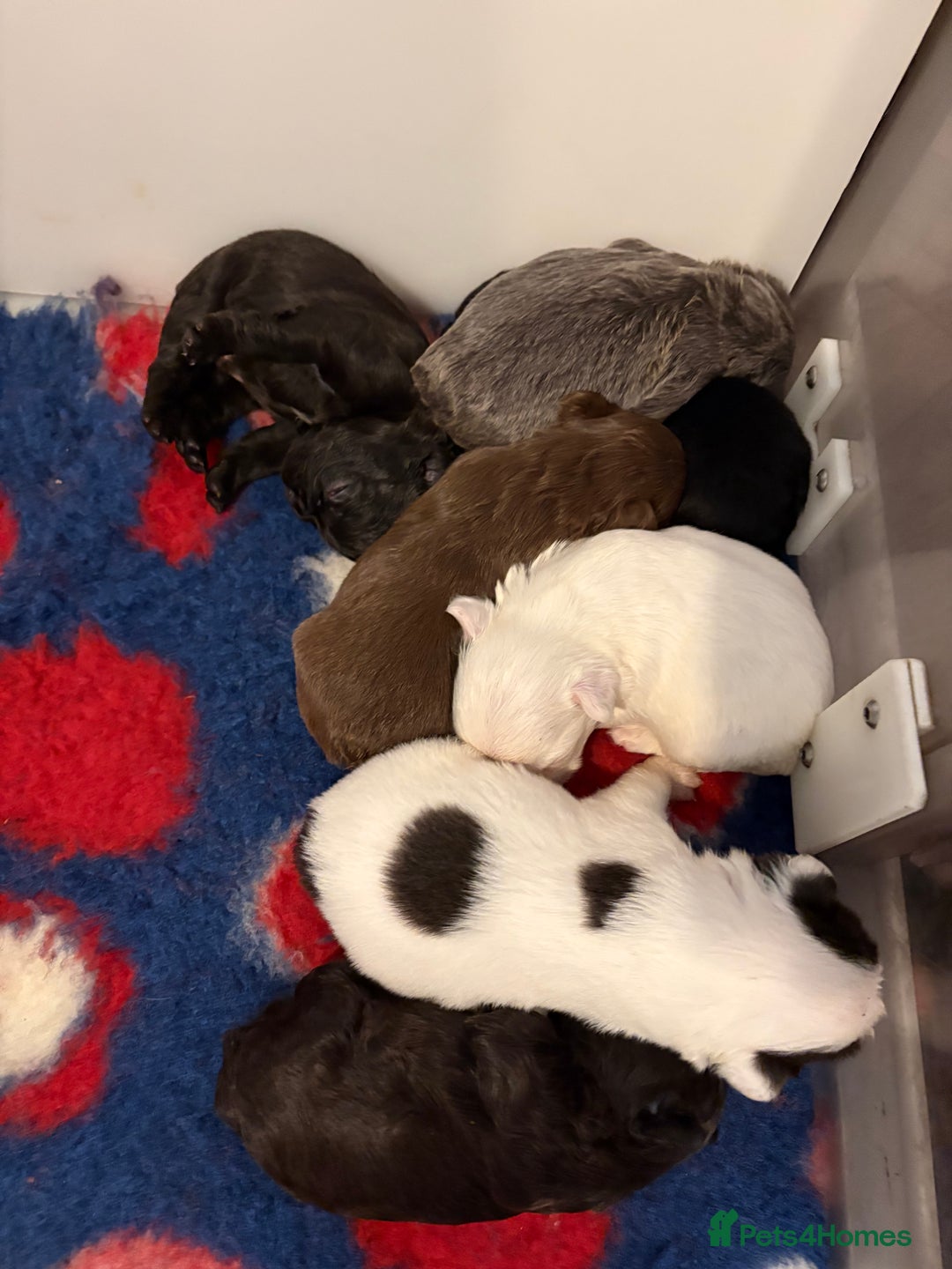 French Bulldog dogs for sale: KC fluffy French bulldog puppies - Image 11