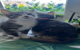 Bengal cats for sale: 2Beautiful kittens Left - Image 10