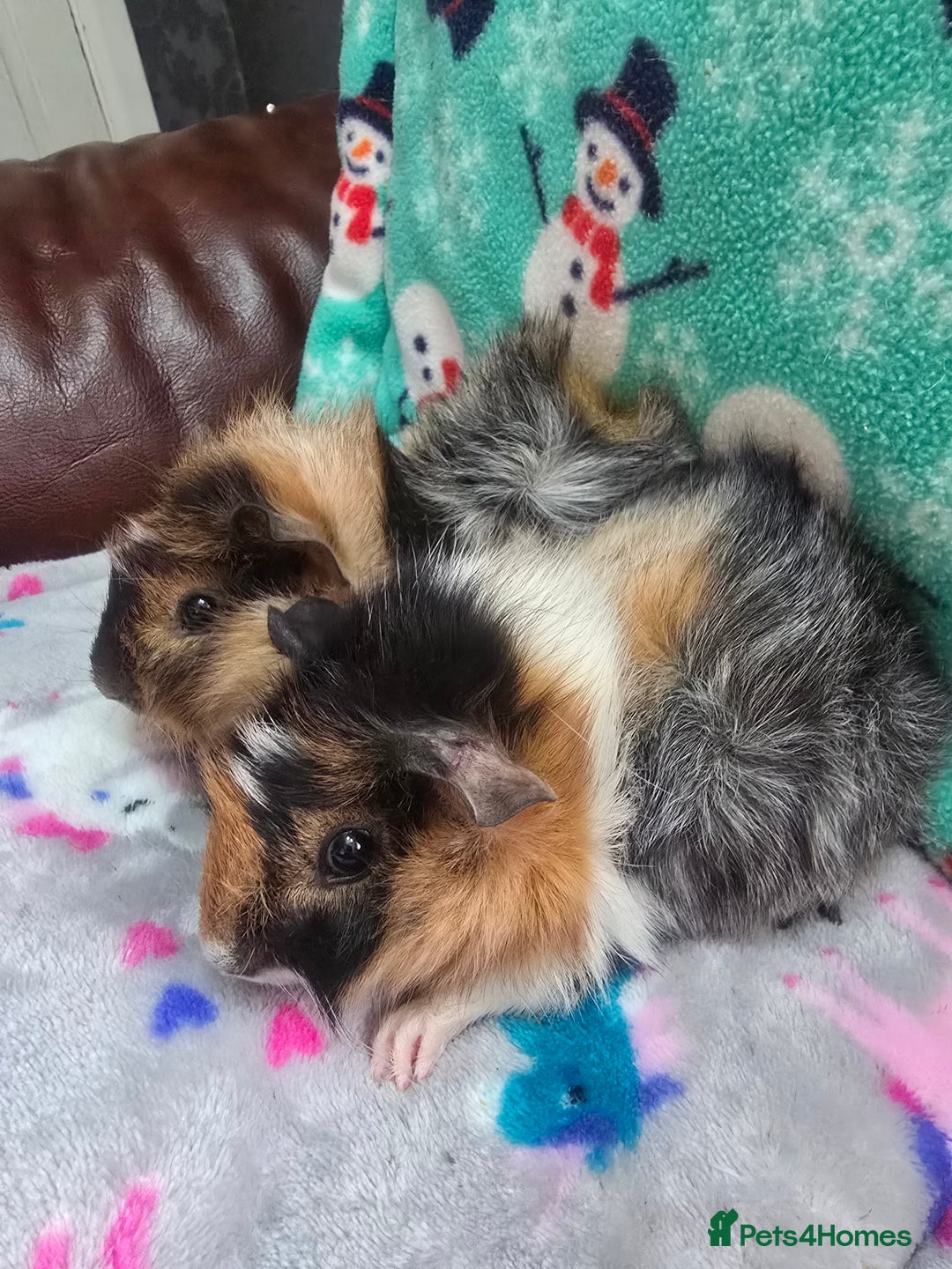 Guinea Pig rodents for sale: Funky Boars - Advert 4