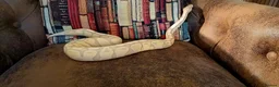 Python Snake reptiles for sale: Beautiful pythons for sale  - Advert 3