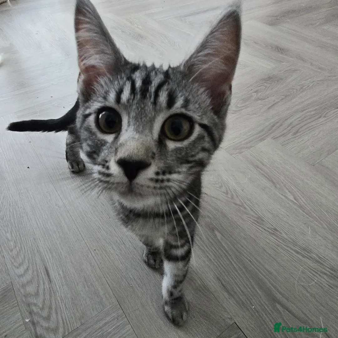 Maine Coon cats for sale: Maine coon x kittens - Advert 13