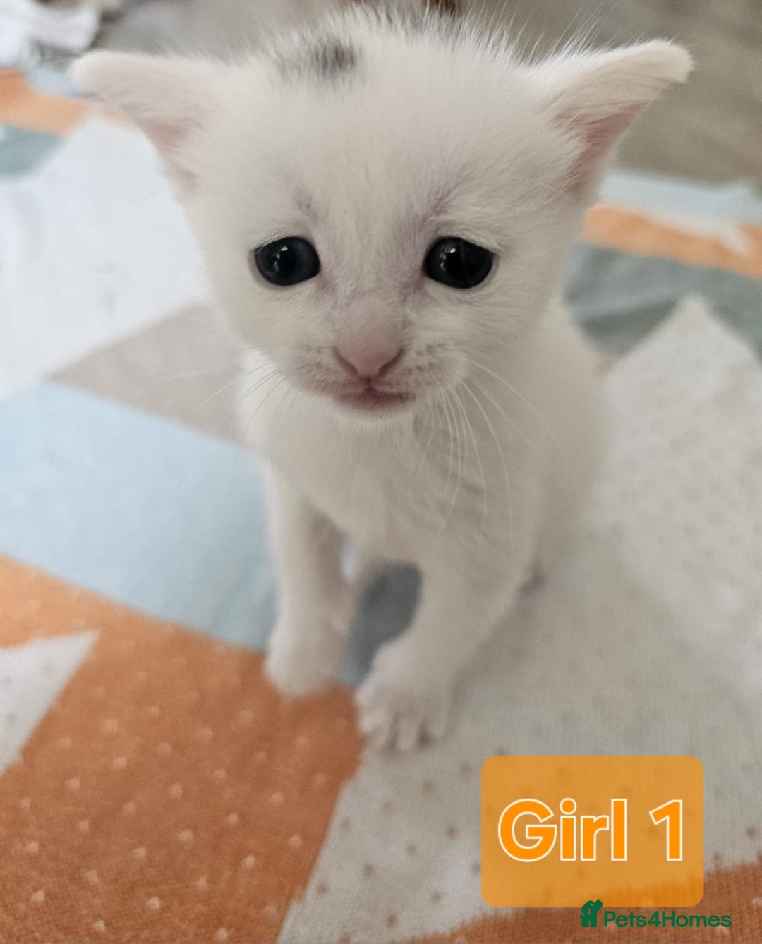 Mixed Breed cats for sale:  Kittens😹🐱😻collection on August 24 and 31. - Image 8