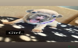 French Bulldog dogs for sale: Beautiful French bulldogs - Image 3