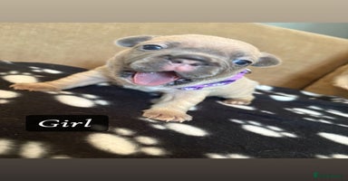 French Bulldog dogs - Advert 15