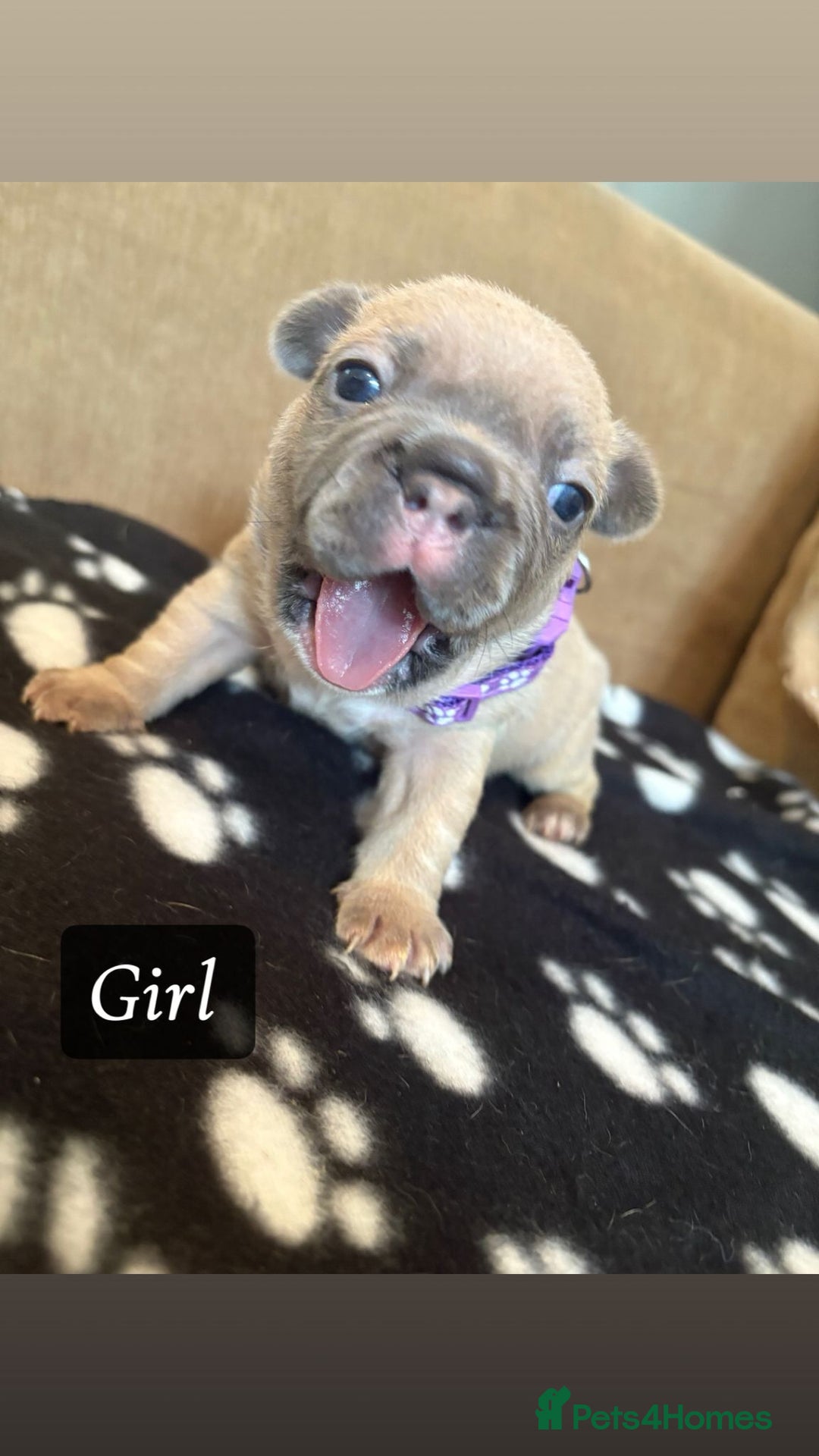 French Bulldog dogs for sale: Beautiful French bulldogs - Image 3