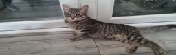 Domestic Shorthair cats for adoption: Kiwi & Percy - Adopt Cats in Crisis East Ldn - Advert 5