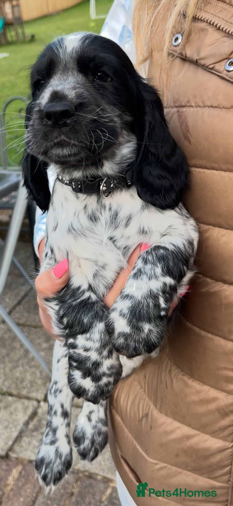 Cocker Spaniel dogs ( 3 LEFT ) Show cockers! **READY TO LEAVE ** - Advert 2