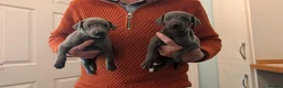 Mixed Breed dogs for sale: Bedlington Whippet puppies  - Advert 7