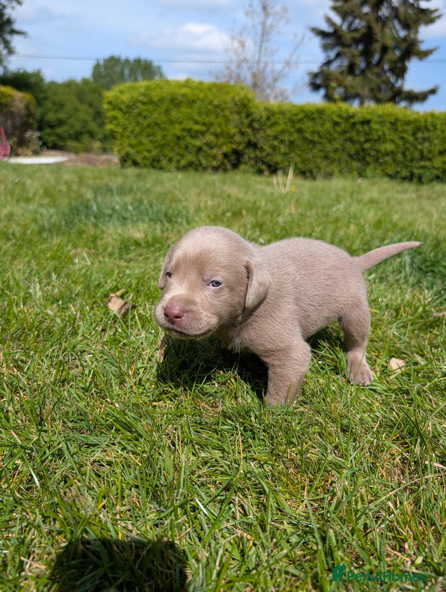 Labrador Retriever dogs Gorgeous Silver Labrador Puppies - home reared  - Advert 2