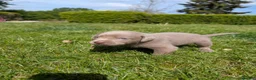 Labrador Retriever dogs for sale: Gorgeous Silver Labrador Puppies - home reared  - Advert 1