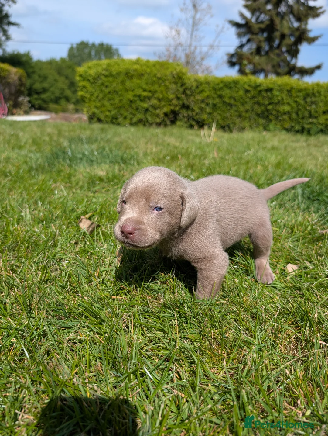 Labrador Retriever dogs for sale: Gorgeous Silver Labrador Puppies - home reared  - Advert 1