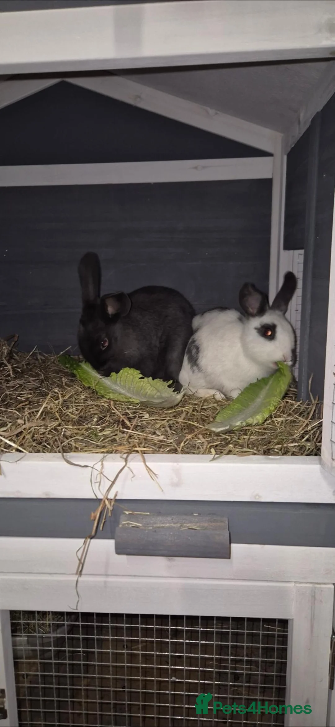 Rex rabbits for sale: 2 BONDED BROTHERS FREE TO LOVING HOME - Advert 3