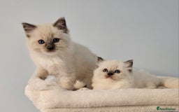 Ragdoll cats for sale: Stunning Ragdoll kittens  - Image 4