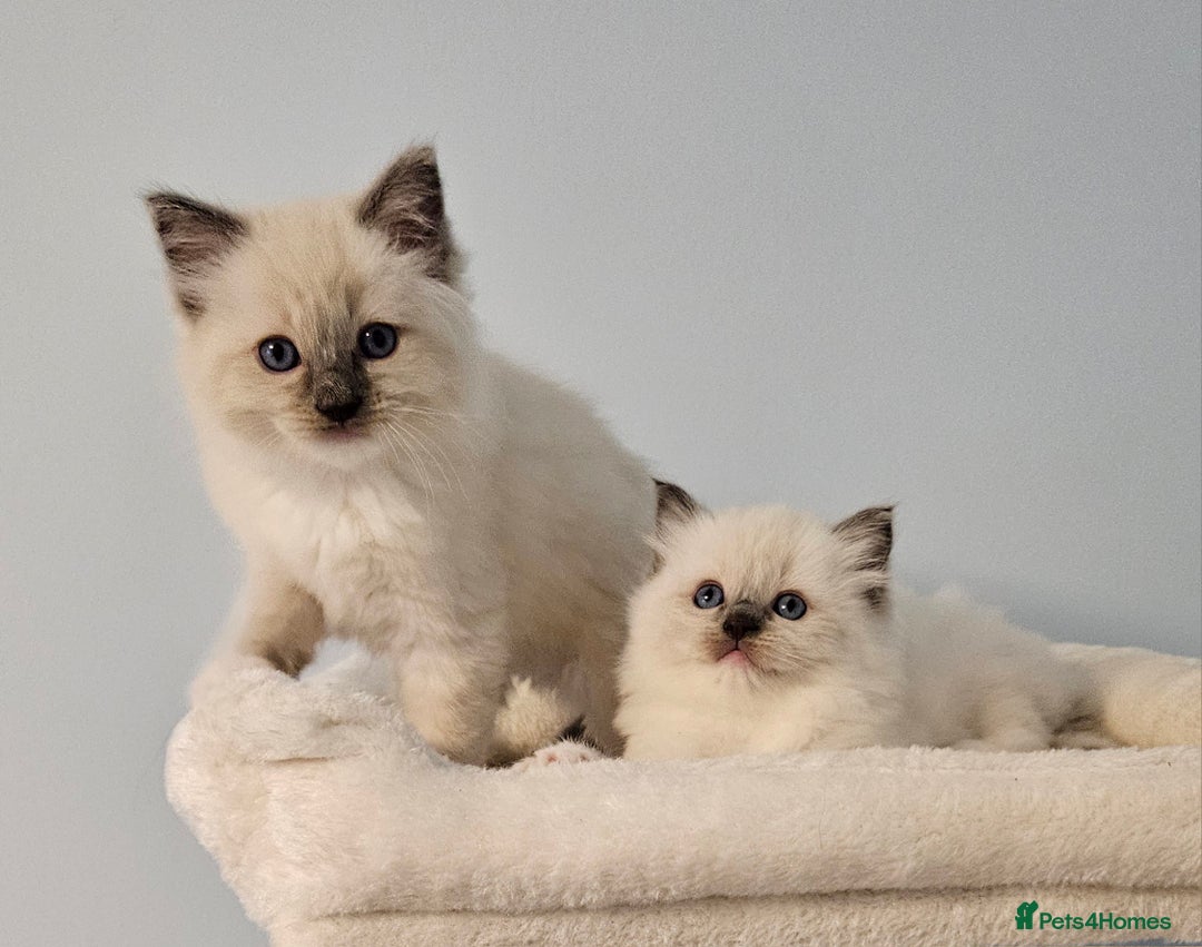 Ragdoll cats for sale: Stunning Ragdoll kittens  - Image 4