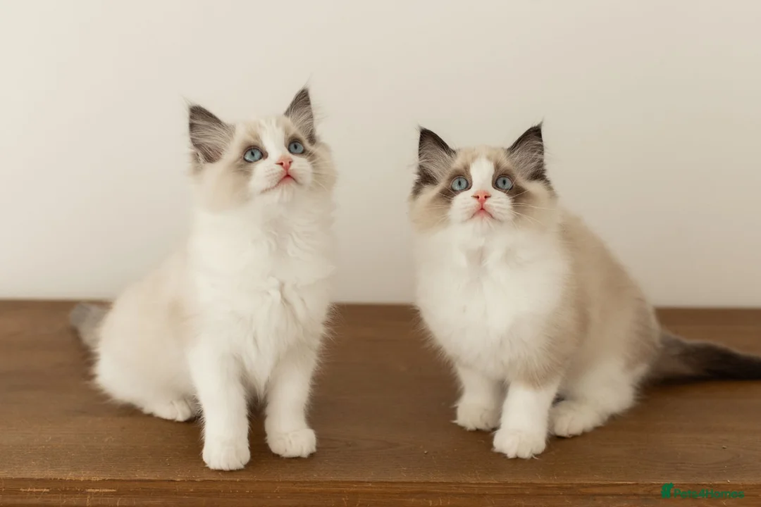 Ragdoll cats for sale: Last Blue Bicolour Ragdoll female available  - Advert 8