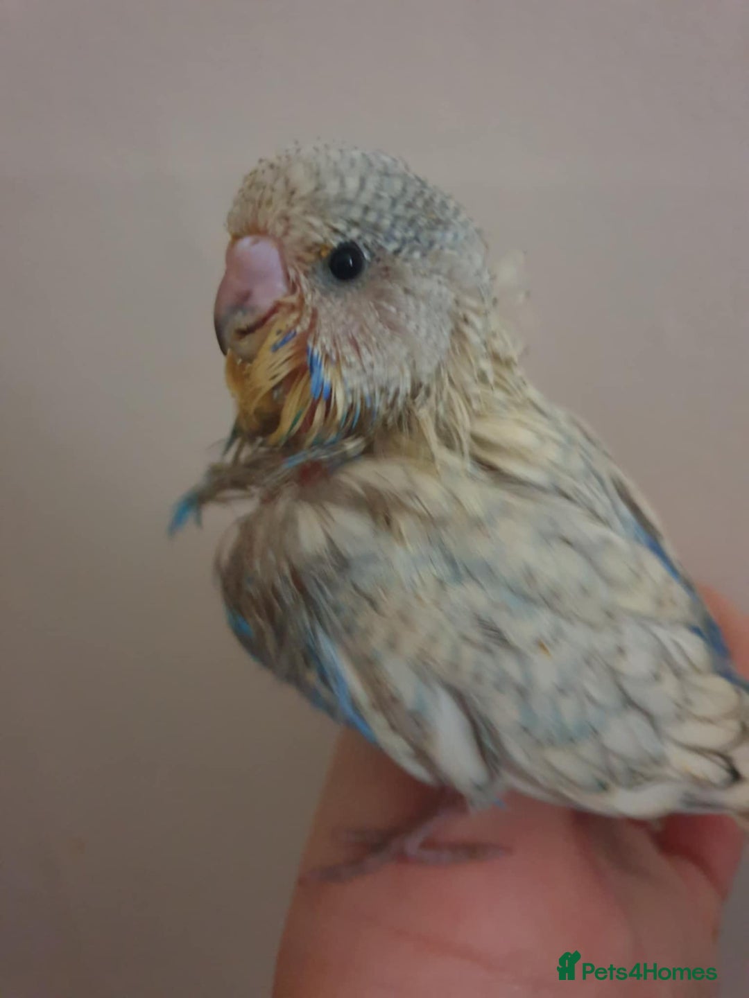 Budgerigars birds for sale: Beautiful hand reared baby budgies  - Advert 5