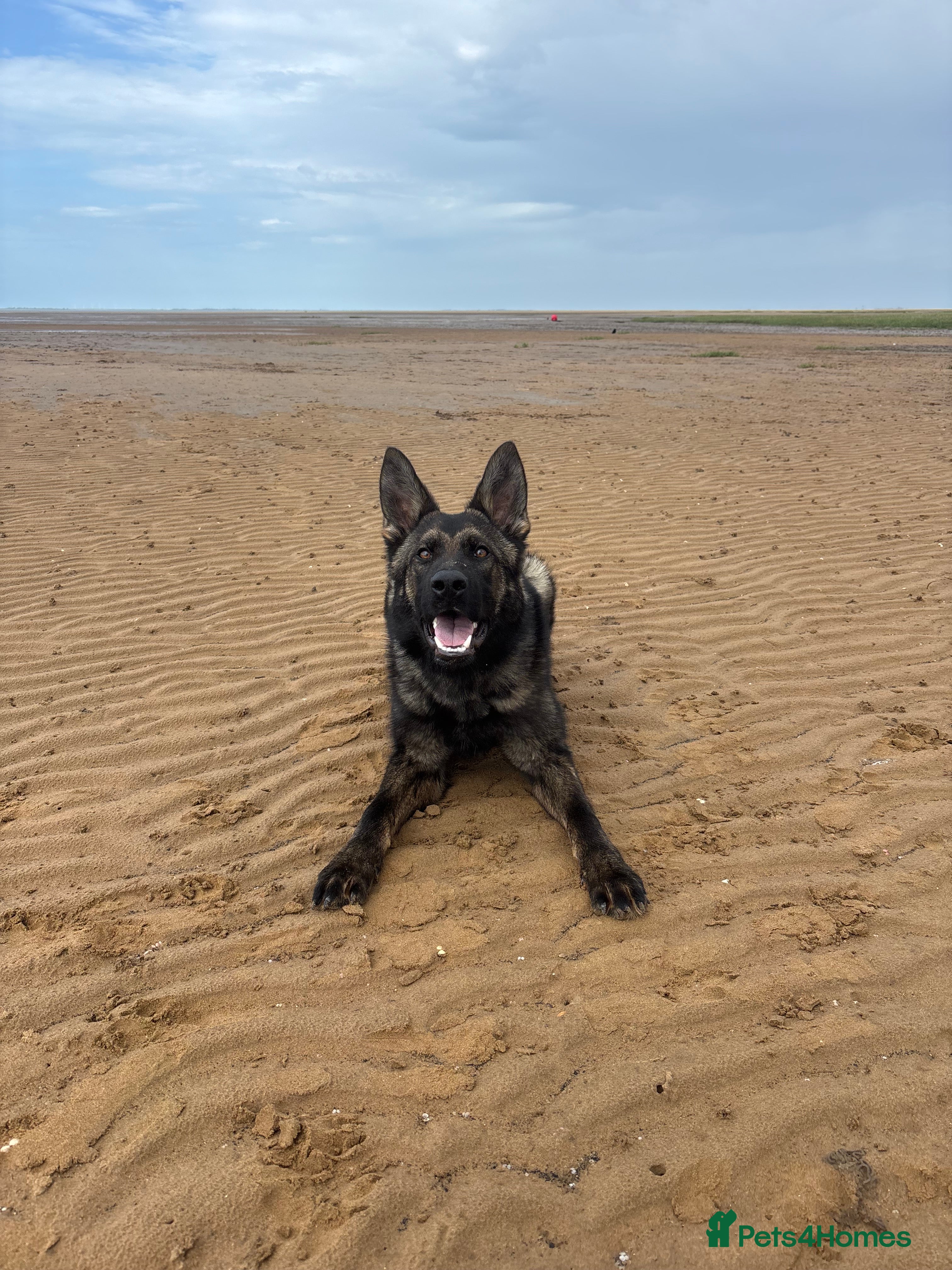 German Shepherd dogs Part Trained German shepherd available  - Advert 2
