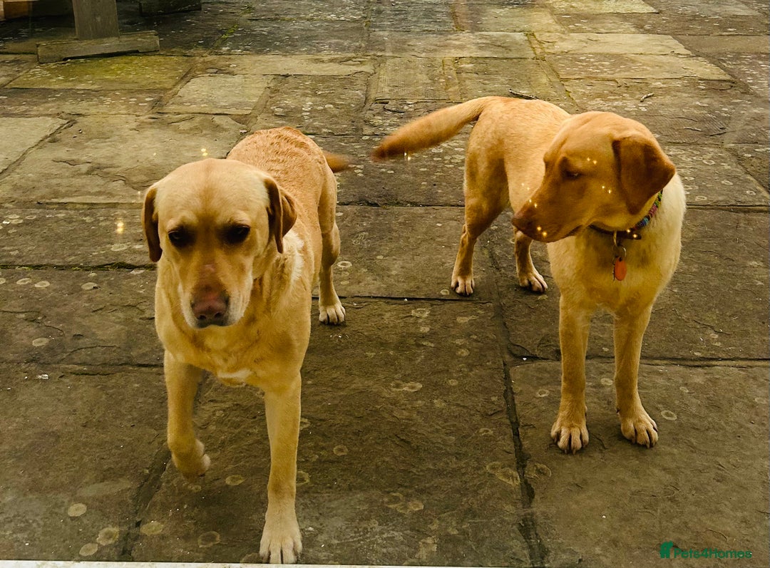 Labrador Retriever dogs for sale: X2 Female Farm dogs  - Image 4