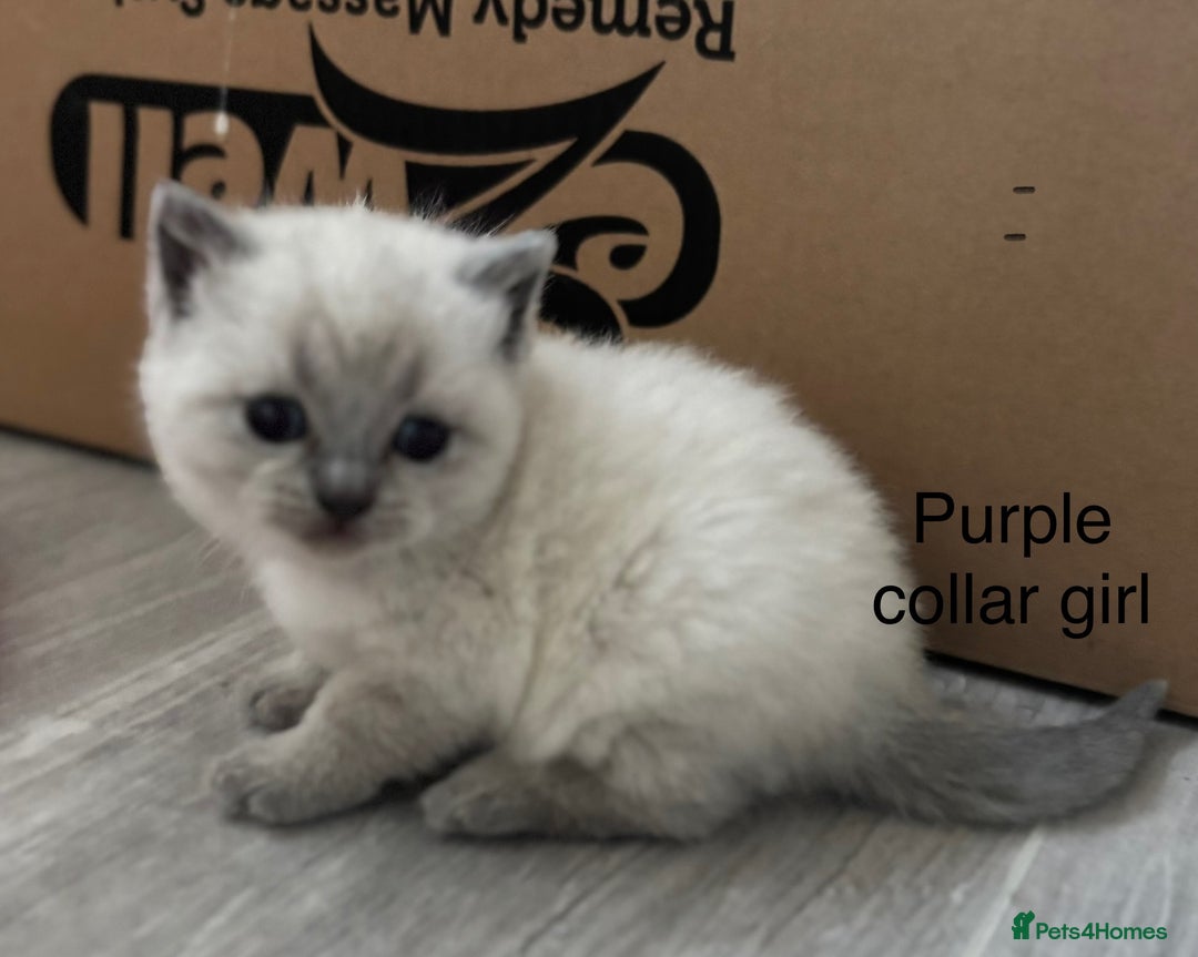 British Shorthair cats for sale: GGCF British shorthair Blue colourpoint kittens  - Image 6