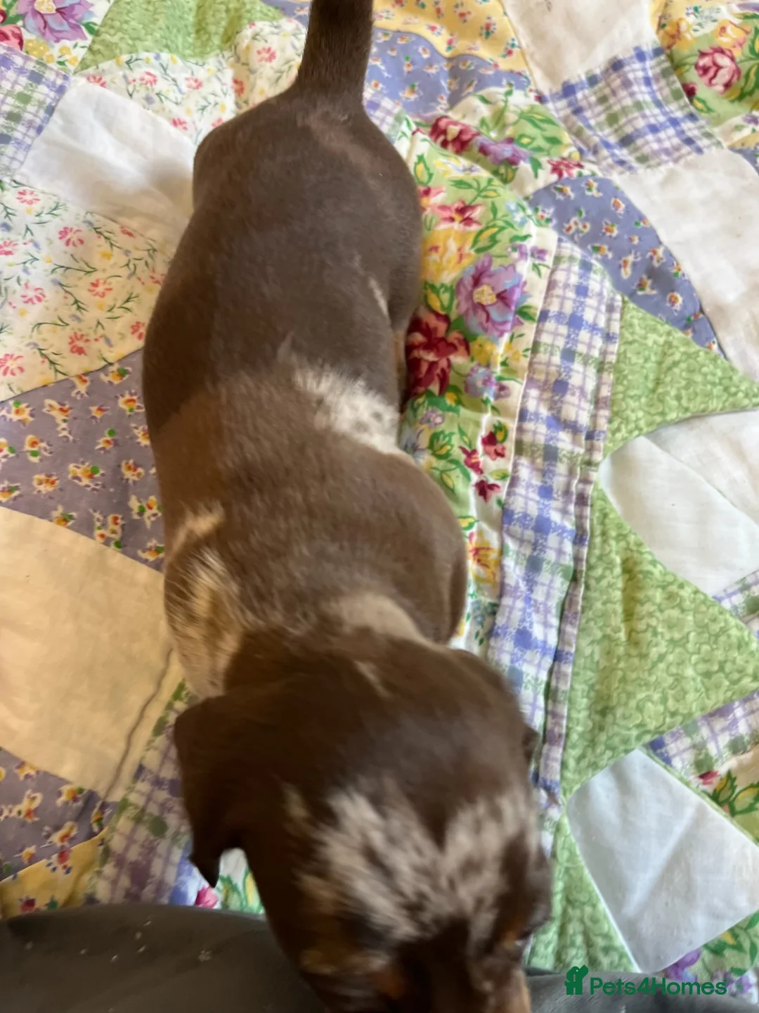 Miniature Dachshund dogs for sale: . Mini Dutch Hound Pups – Choc & Dapple - Advert 26